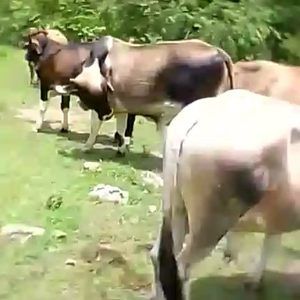 Meet your Posher, Walter